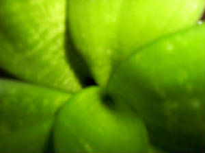plant.jpg